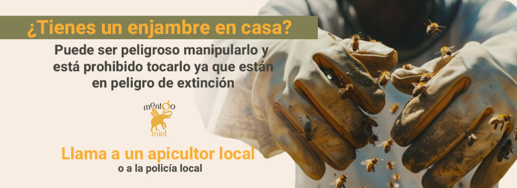 Apicultor local retirando un enjambre en casa para proteger a las abejas en peligro de extinción