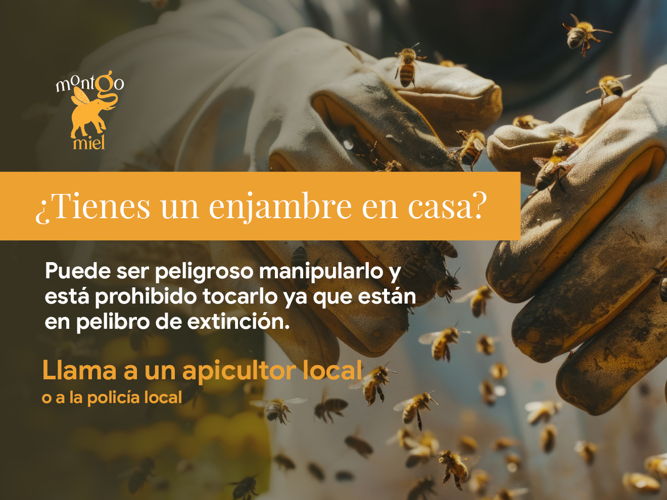 ¿Tienes un enjambre en casa? Qué hacer y por qué no debes tocarlo