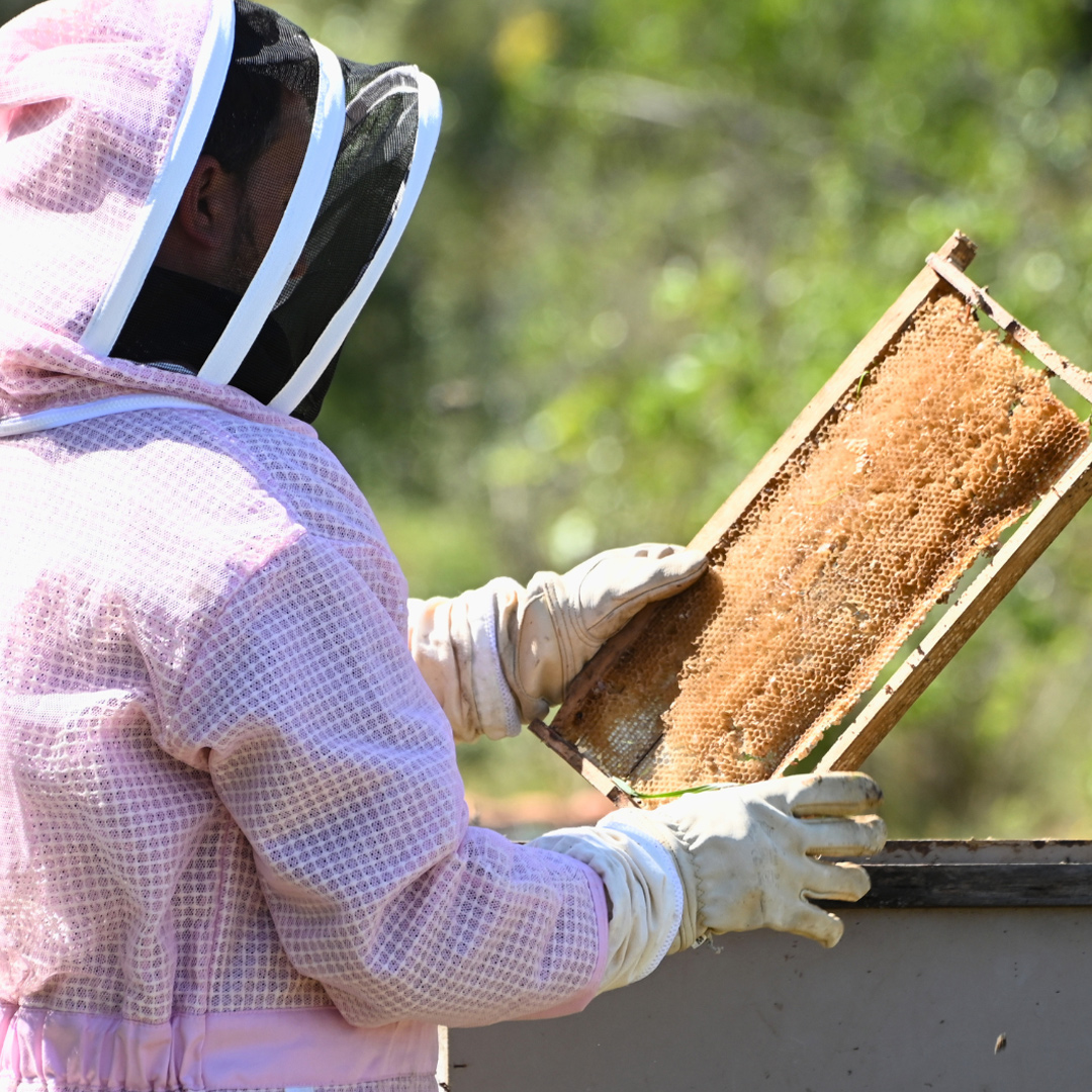 Eduardo Fernández trabajando con un panal de abejas